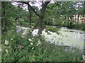 Pond at Langley Park, Angus