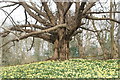 View of a large tree at the top of the Daffodil Bank in Warley Place