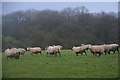 North Devon : Grassy Field & Sheep