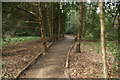 View along the path in the Daffodil Bank in Warley Place