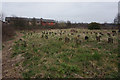 Workhouse Graves