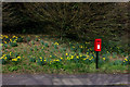 Postbox and daffodils