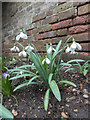 Snowdrops  Myddelton House Garden, Enfield