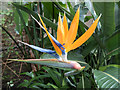 Bird of Paradise Flower,  Myddelton House Garden, Enfield