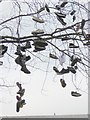 ST5872 : Shoes suspended from a tree on College Green - detail by Oliver Dixon