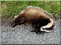 Dead badger, Mullanatoomog