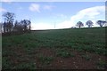 Oilseed rape on Bar Hill