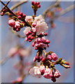 Prunus sp. Early Flowering Cherry, 1