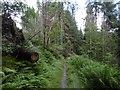 Path through a pine forest