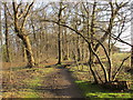 Footpath in Long Plantation