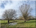 Willows at Ankerwycke, March 2017