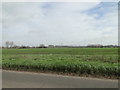 Emerging winter barley beside Prickwillow Road