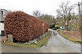 Beech Hedge