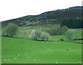 Grazing near Aldclune