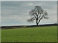 NZ1411 : Tree on a field boundary, north-west of Brancas Farm by Christine Johnstone
