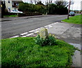 Daffodils around an old stone, Porthcawl