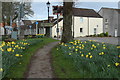 Path and Daffodils