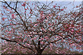 Cherry Blossom, Mill Square Catrine