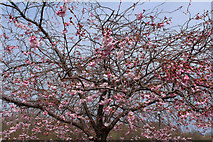 NS5225 : Cherry Blossom, Mill Square Catrine by Billy McCrorie