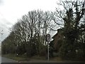 Trees by Station Road, Ridgmont