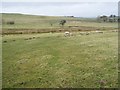 Sheep pasture, west of Stoddah Bank