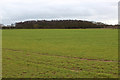 Looking towards Flawith Moor