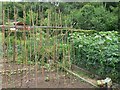 Vegetable garden, Bisham