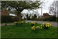 Daffodils along Lutterworth Road in Arnesby