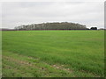 Autumn sown cereal crop and Thornums Wood