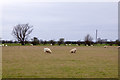 Sheep, Romney Marsh