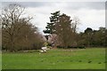 Sheep field and Blossom in North Carlton