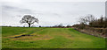 Field with crop and lone tree