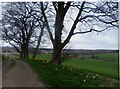 Daffodils at Brierly Lodge Farm