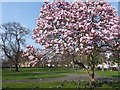 Blossom in St Nicholas Gardens