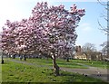 Blossom in St Nicholas Gardens