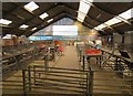 Inside Hatherleigh cattle market