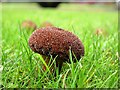 Spiny puffball on lawns at Beauport Park Hotel