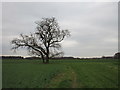 Footpath to Wheldrake