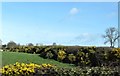 Whin hedges on the north side of the A25