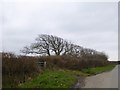 Windswept trees by the road to Abbaton