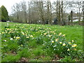 Don Hoyle Meadow in Tregonigge Woods