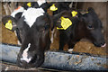 Mid Devon : Westwood Farm - Calves