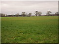 View towards Partridge Remise and Fairburn Gorse