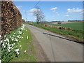 Daffodils alongside Throwley Road