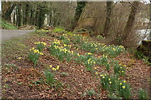 NS2209 : Daffodils at the Swan Pond, Culzean by Billy McCrorie