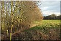 Trees on Staveley Nature Reserve