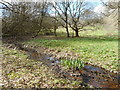 Stream in the Woods