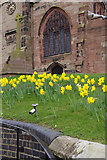 SJ6543 : Daffodils and Audlem Parish Church by Stephen McKay