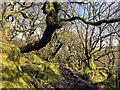 SK2579 : Gnarled trees and mossy rocks by Graham Hogg
