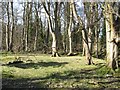 Woodland, Ogwen valley